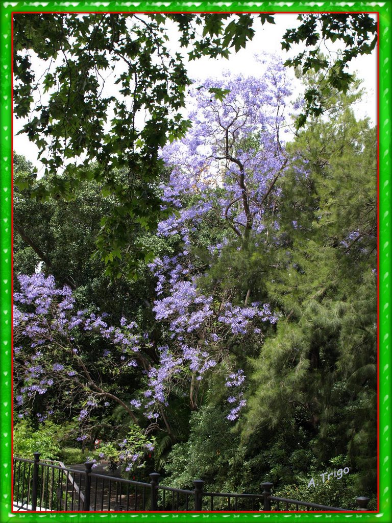 Jardin botanico La Concepción by A. Trigo