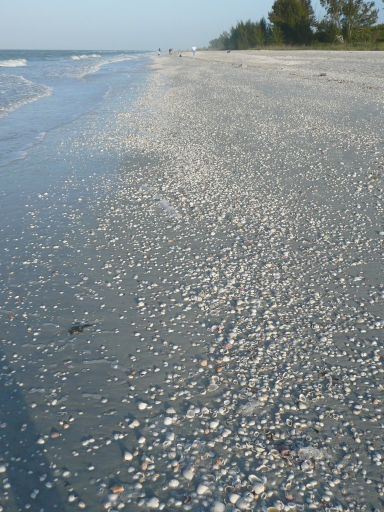 Early morning shell hunt by Linda Hunt