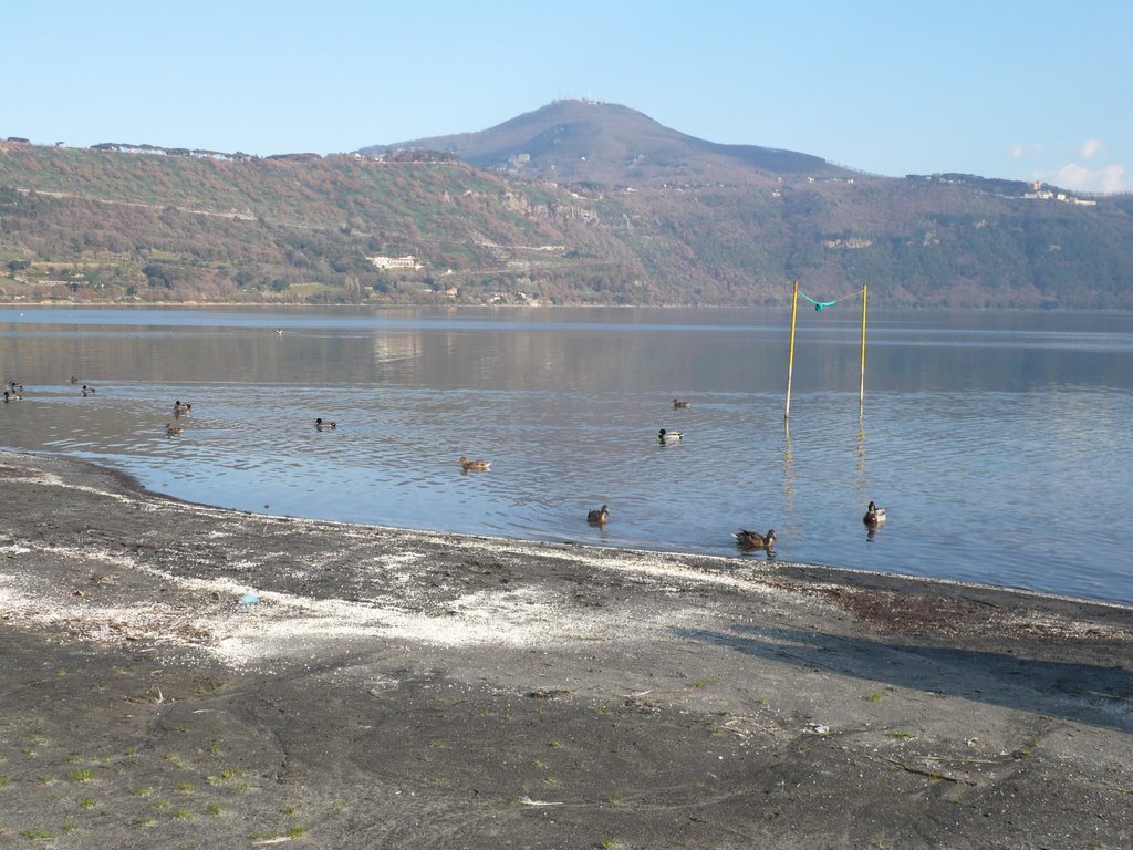 Gooses in Albano lake by Riccardo Lazzeretti