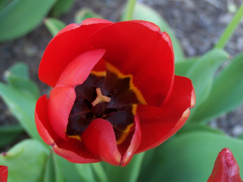 Red Tulip by Pamela Elbert Poland