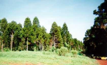 Bosque joven de Araucaria angustifolia, cerca de Wanda by Werner Wruck