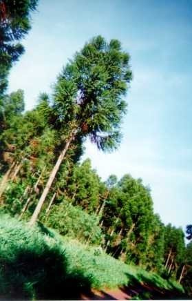 Bosque de Araucaria angustifolia, cerca de Wanda by Werner Wruck