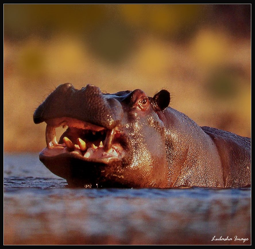 Hippo by Liubov Mozolevskaya