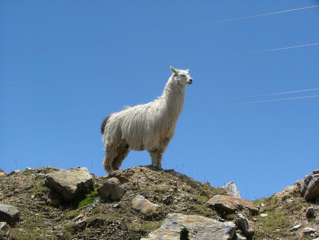 Llamas en el parque nacional del Cajas by Ivan Boada