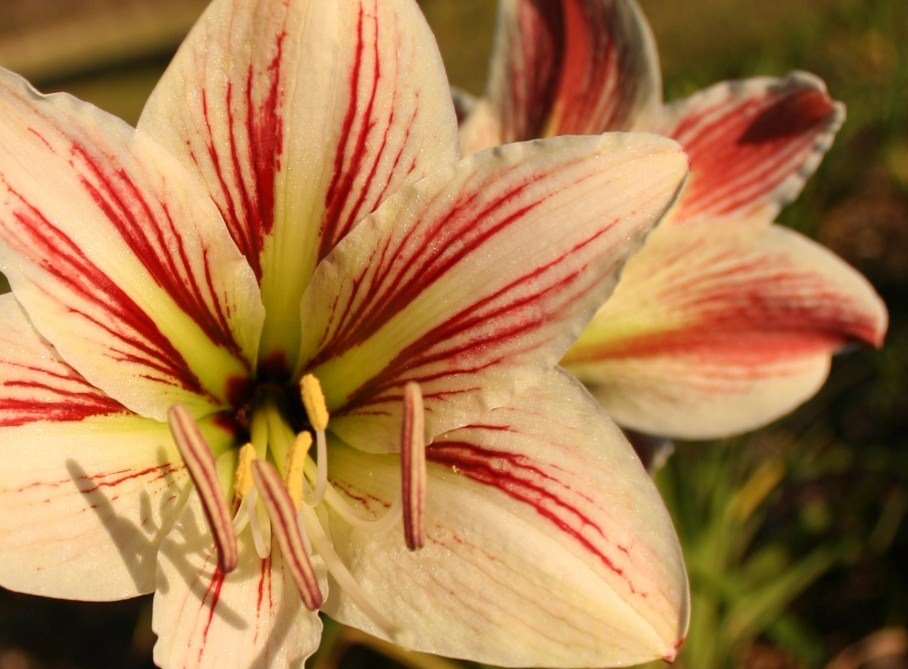 White Amaryllis with Red Stripes by M Ramsey Derrick