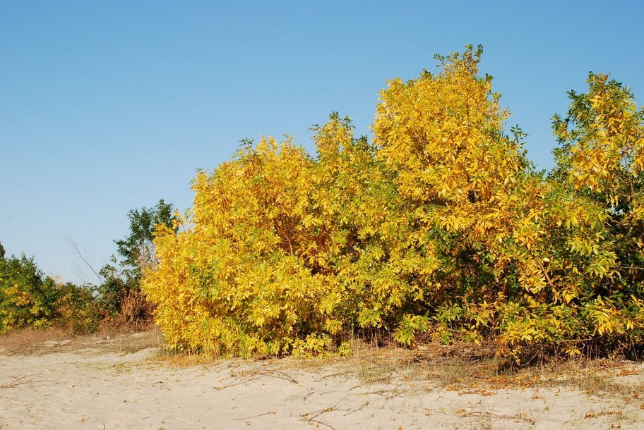 Kam'yans'ko-Dniprovs'kyi district, Zaporiz'ka oblast, Ukraine by IL76