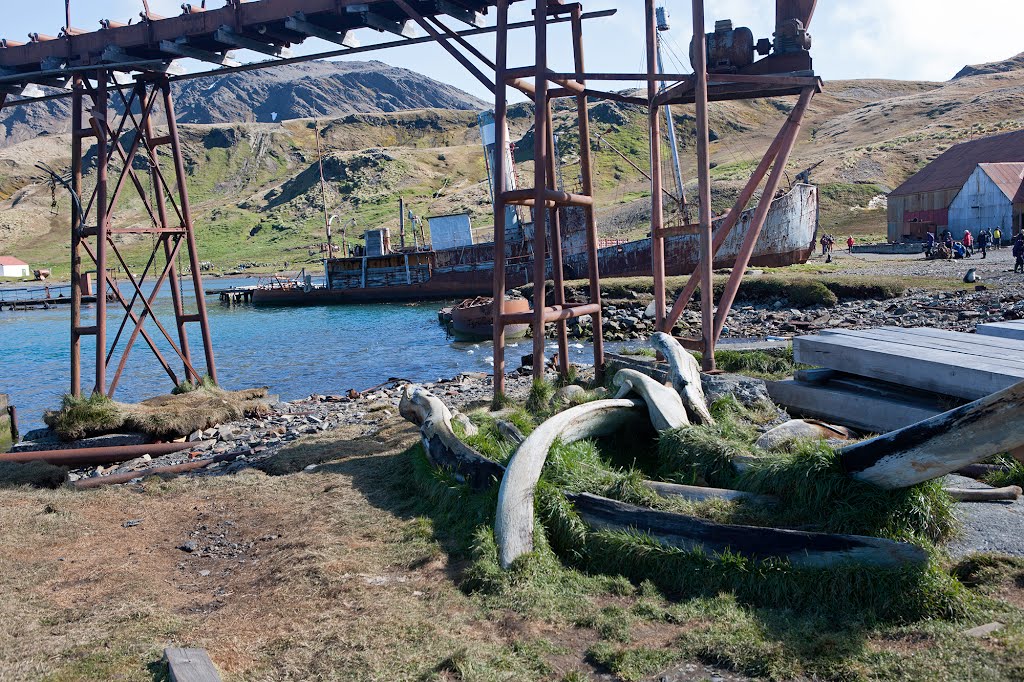 Whale Bones by Jack Salen