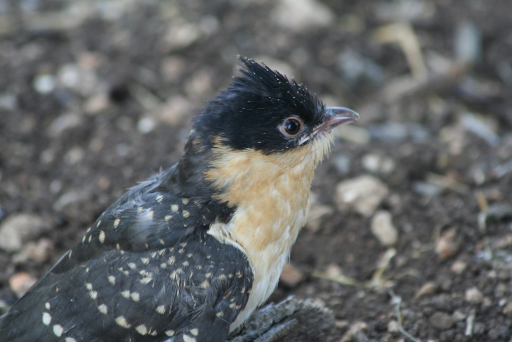 Great spotted Cuckoo chick - 1 by Dror Ben David