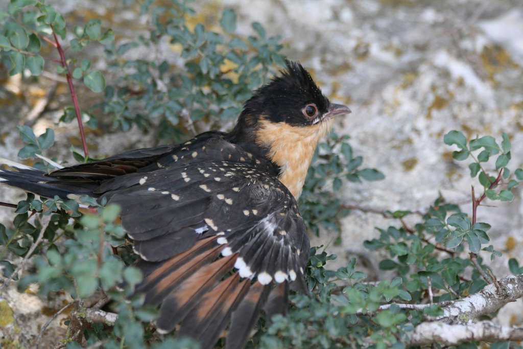 Great spotted Cuckoo chick - 2 by Dror Ben David