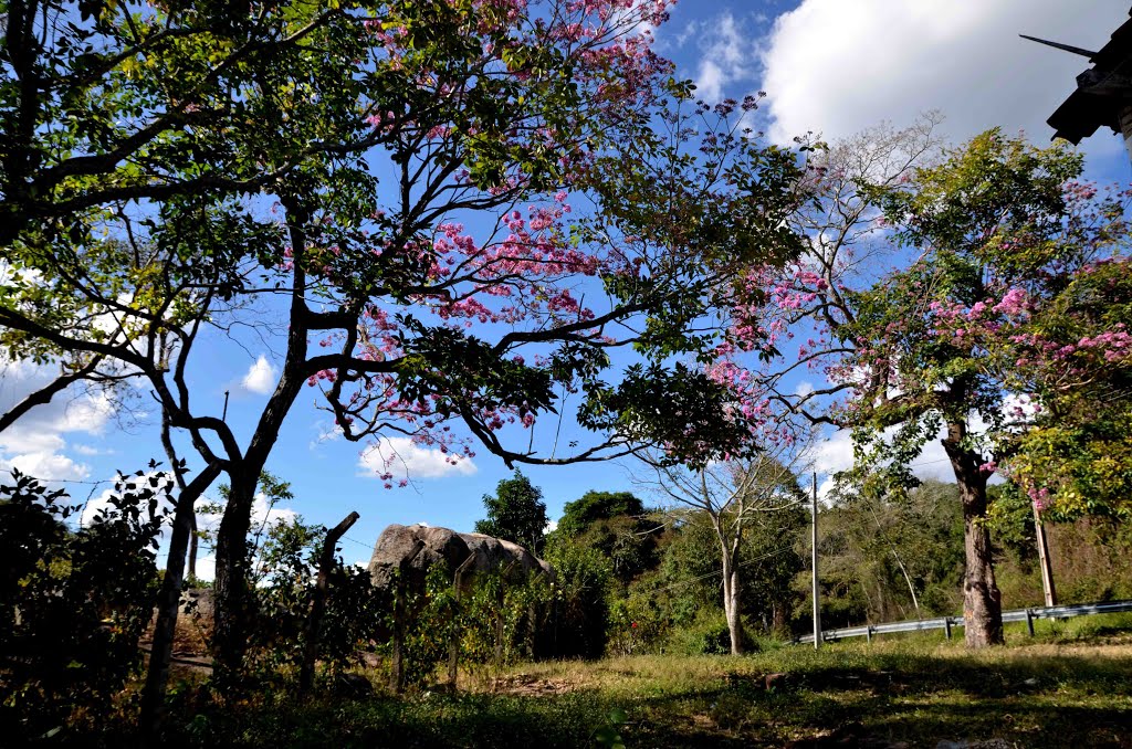 IPÊS FLORIDOS EM MERUOCA CEARÁ by ARAGÃO