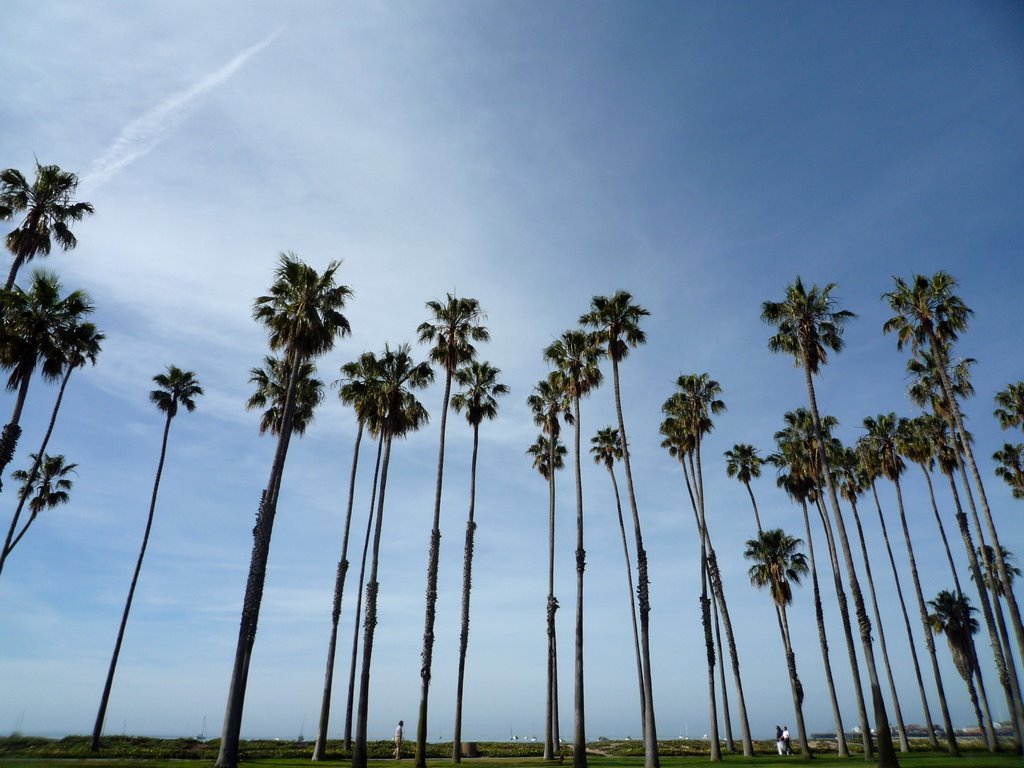 Palm Trees in Santa Barbara, California by respres