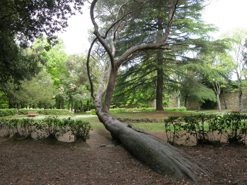 Arezzo - Parco di Fortezza by doc.pl