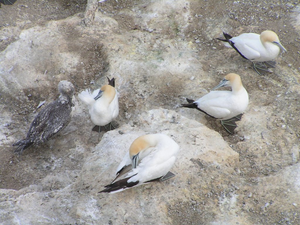 Gannets on Muriwai rock by AL01