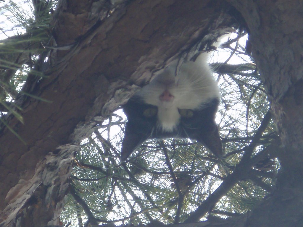 A cat on the tree by stephan Seo