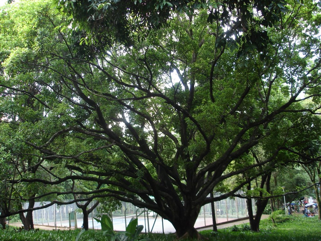 Parque Municipal em BH by Lucas  Ribeiro