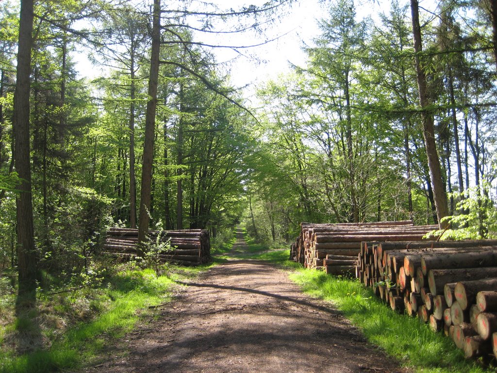 Krempel - Hohensteinsforst / Waldweg by Robert-68