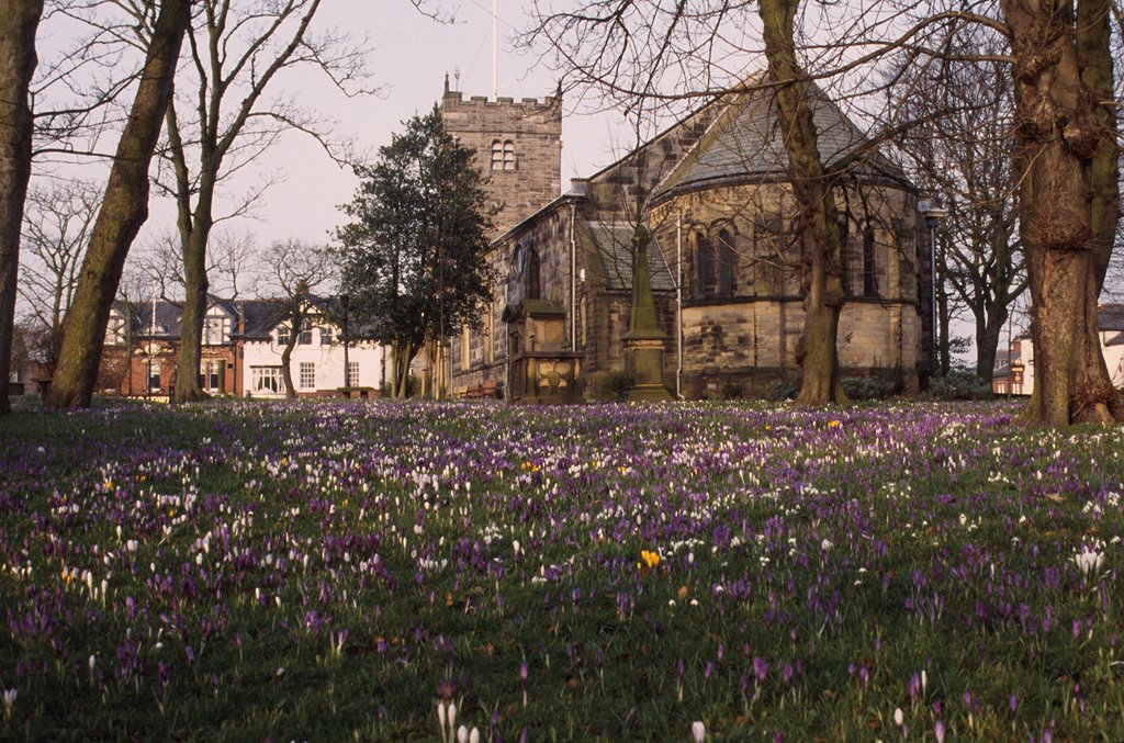 St Chad's Crocuses, Poulton-le-Fylde 3 by JJD2203