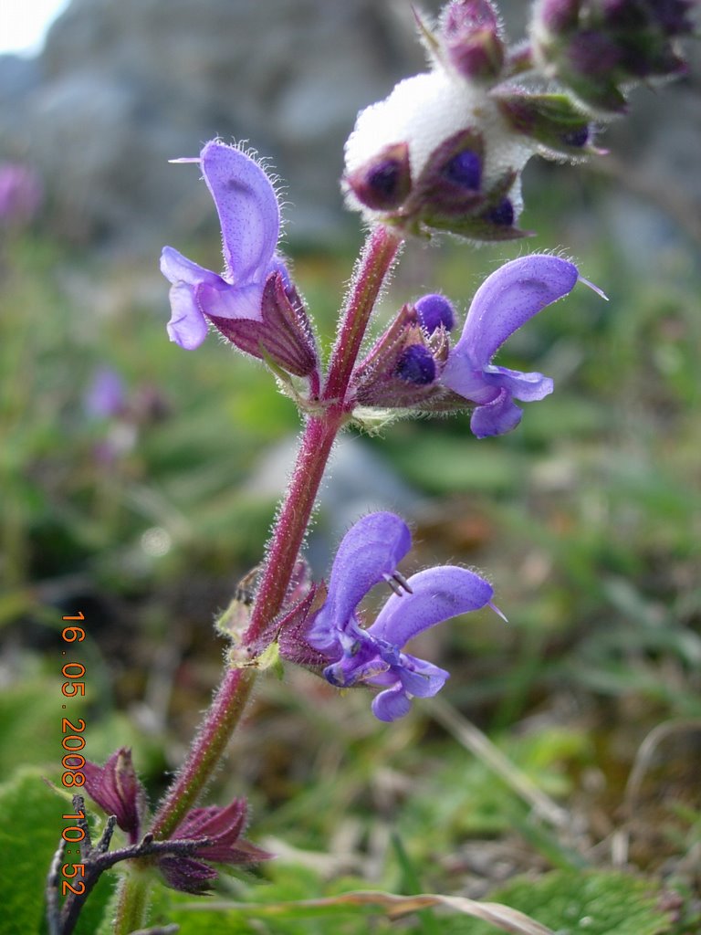 Salvia by horstengels2