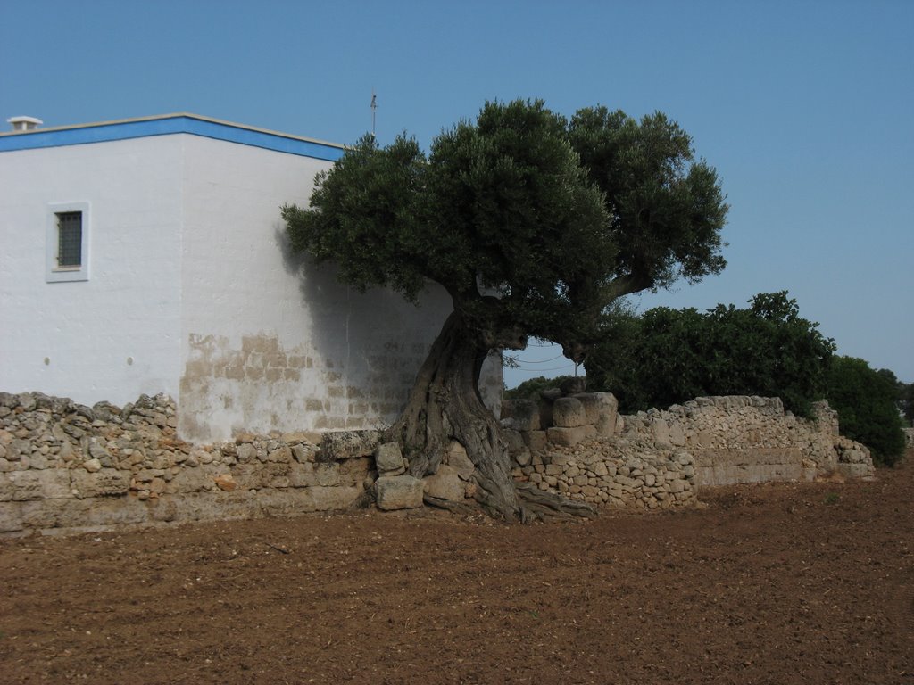 Egnazia, olivo plurisecolare sulle mura by gianni pofi