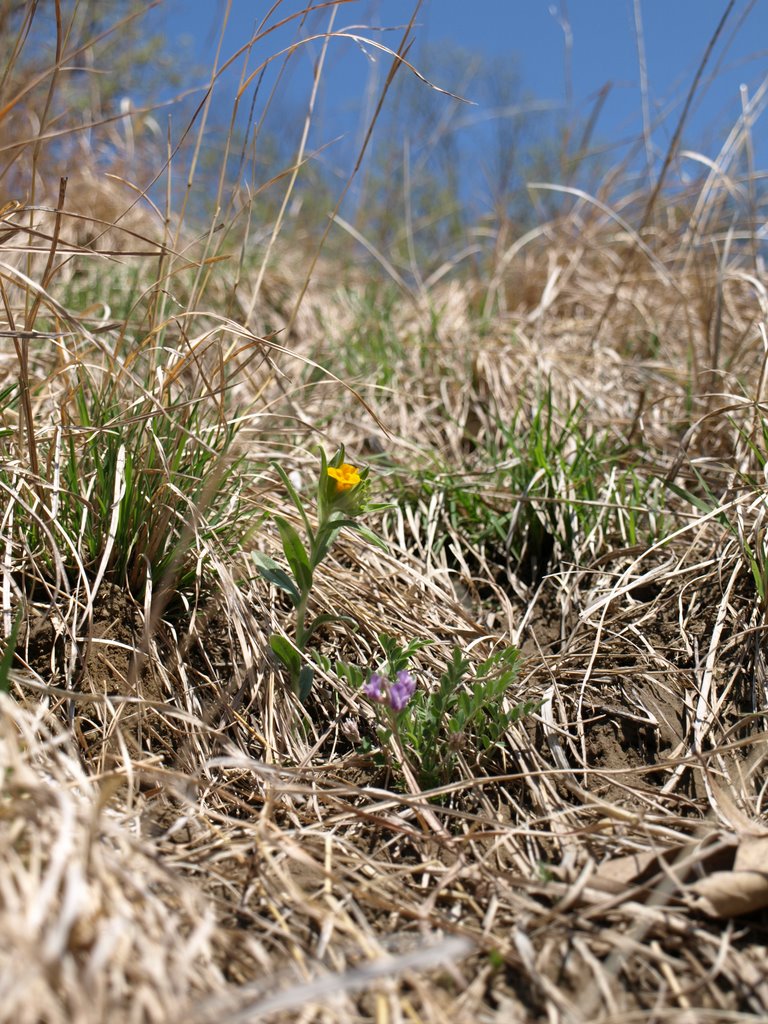 Hoary Puccoon and Locoweed by Blake of the Bluffs