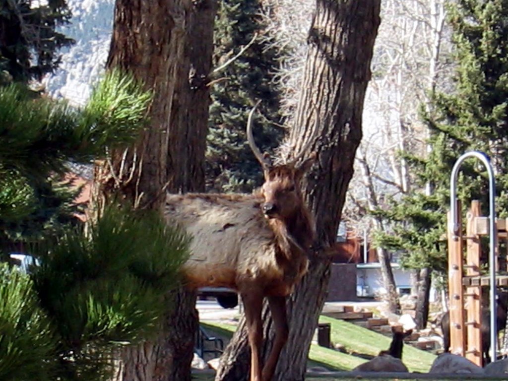 Elk In The Park by Frank11