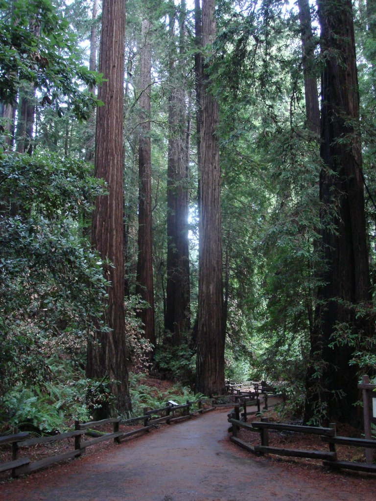 Muir Woods, Red Sequoia, California by seoane