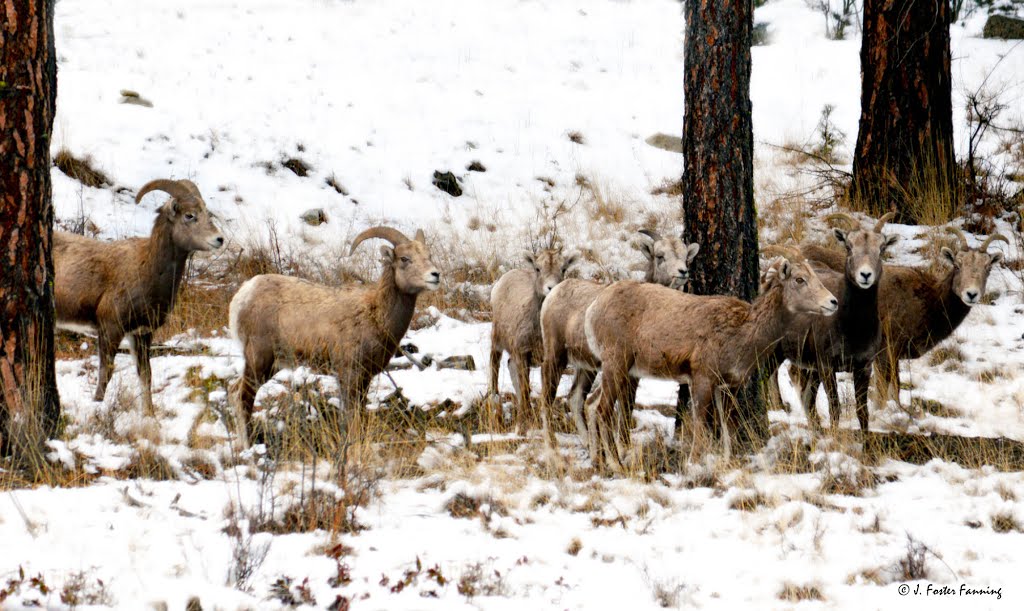 Bighorn Sheep, Kettle River Valley by Foster Fanning