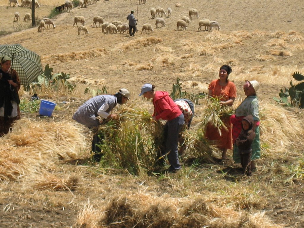 Bringing in the harvest by dpolhill