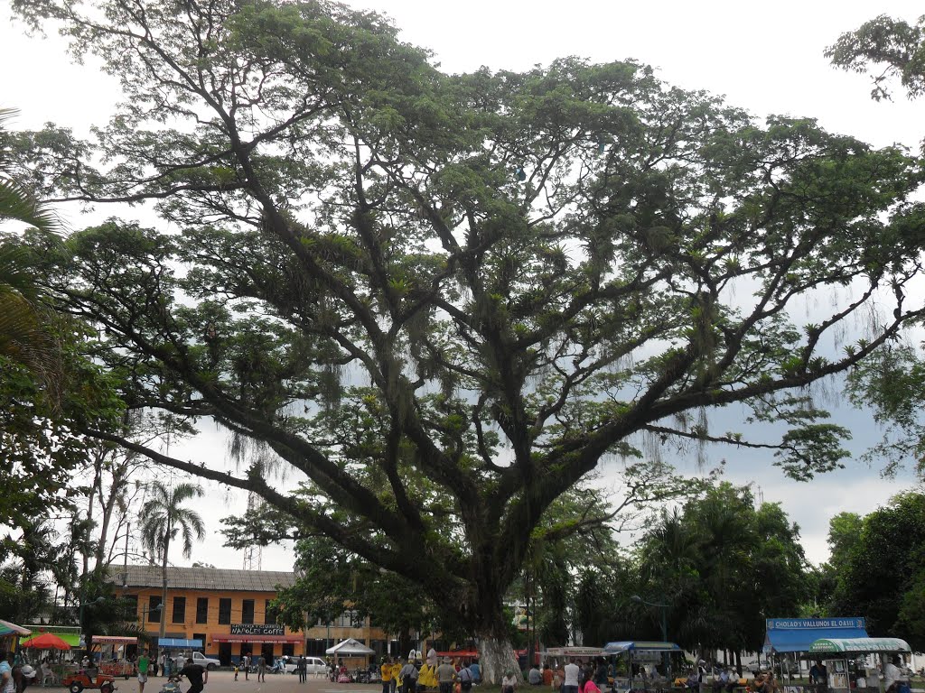 Majestuoso árbol en el Parque Principal de Acacías by Juantiago