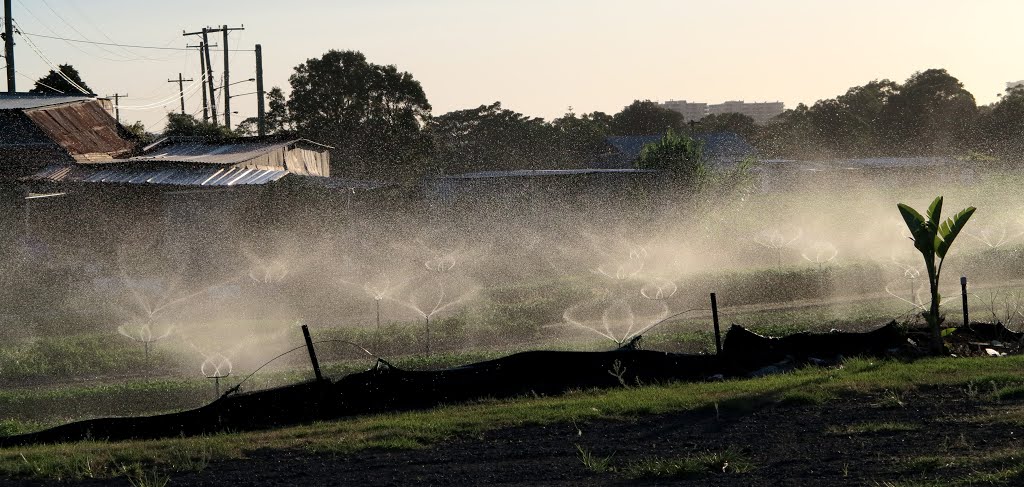 Inner City Farming by henry_the_dentist