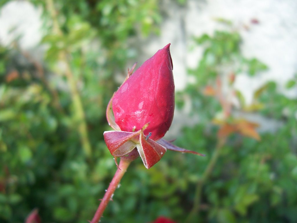 Capullo Rosa Roja by Marta88