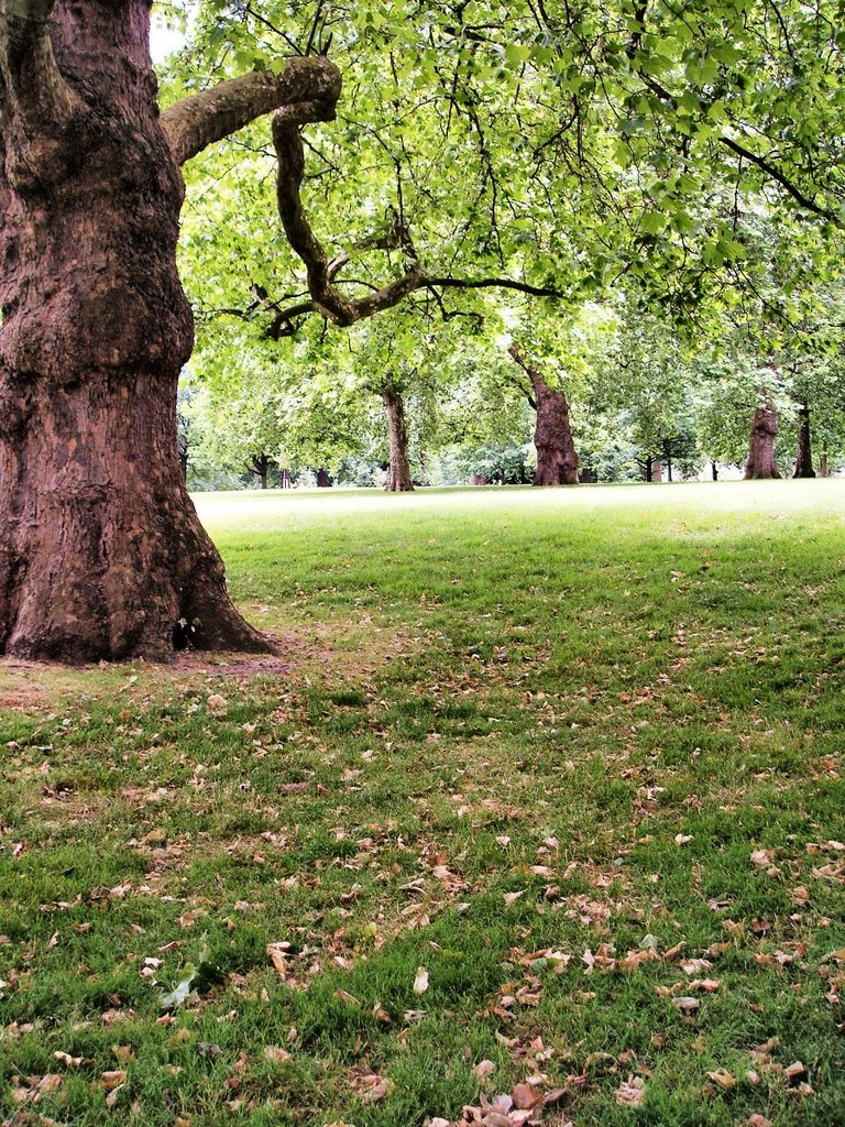 London : Hyde Park by Ivan Corellas