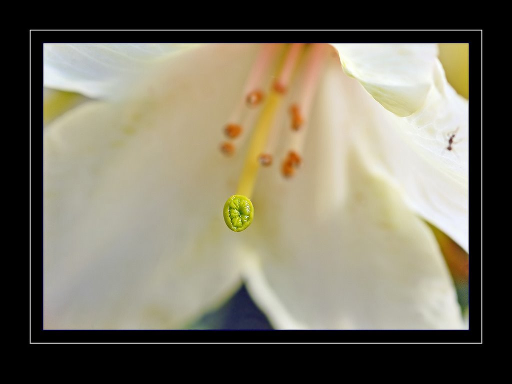 Makro Rhododendronblüte mit Blütenstempel by Juliane Herrmann