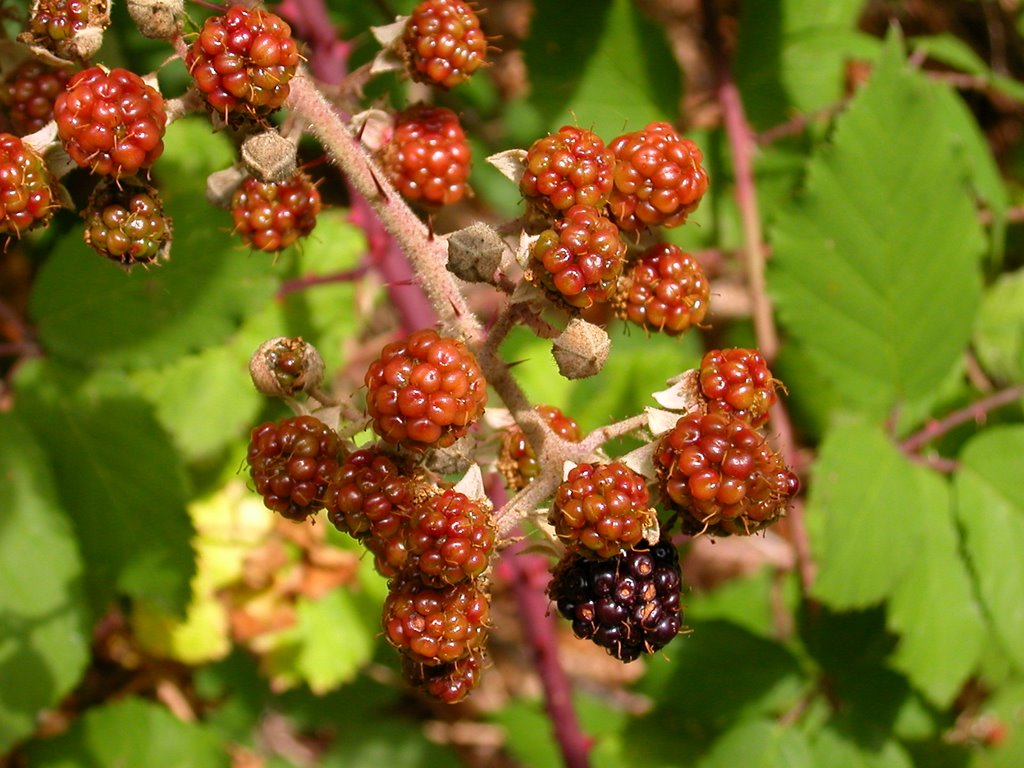 MORAS by C@S