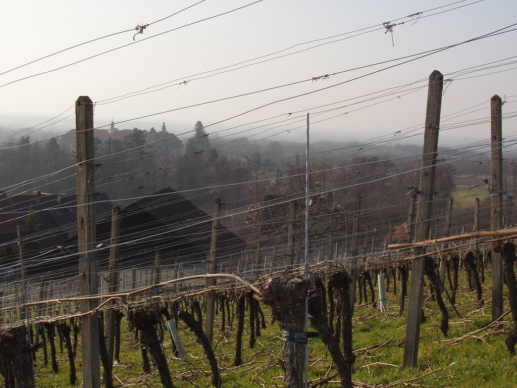 Sasbach Black Forest Schwarzwald Landscape plants flowers vinery wine weinrebe wein by Dietrich Weisenborn