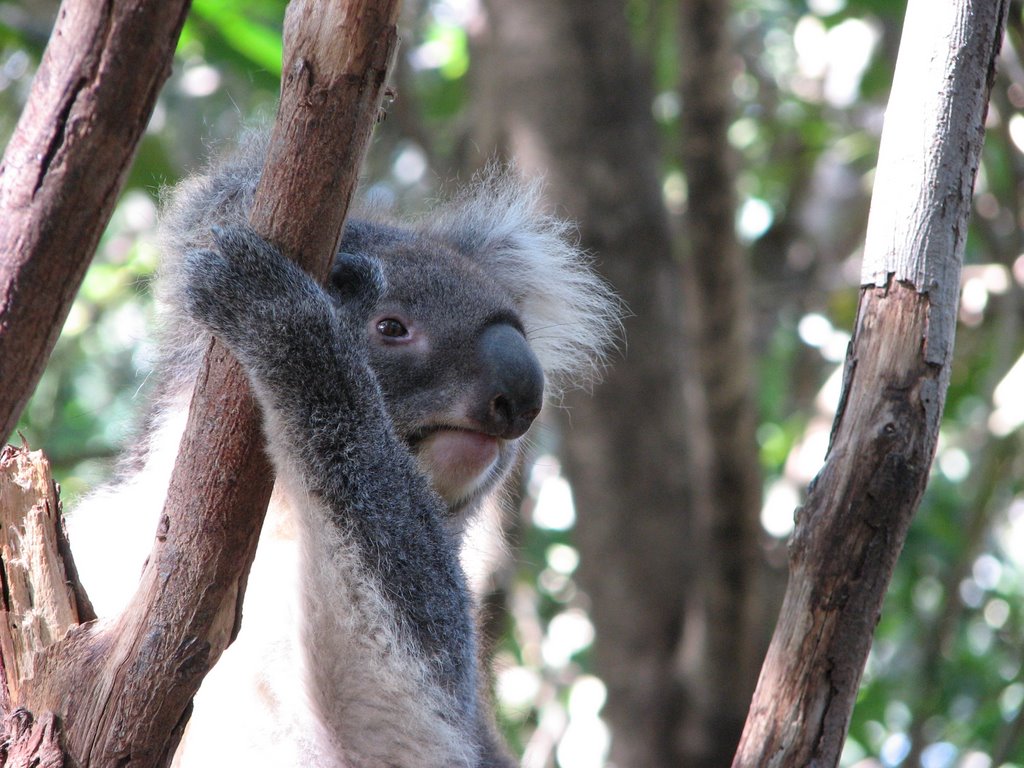 Lone pine koala sanctuary - Koala by IvanB78