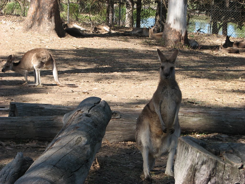 Lone pine koala sanctuary - Kangaroos by IvanB78