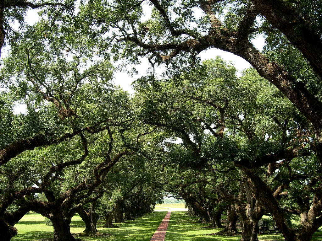 Oak Alley Plantation 11-08-2005 by FEDERICO DESTRO