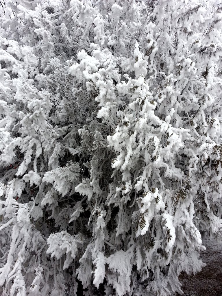 Kar değil kırağı yağdı ..... by cAn .....