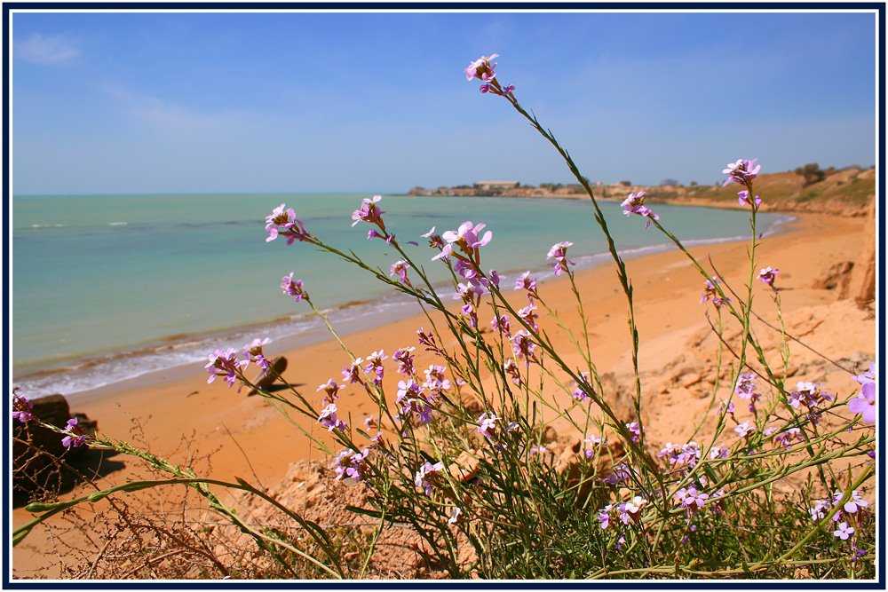 Flowers Beach by Ahmad Karimi