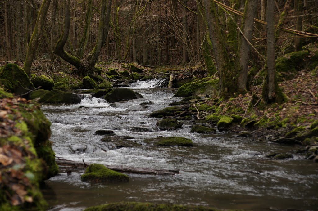 Wilder Dörsbach by Jürgen Düring