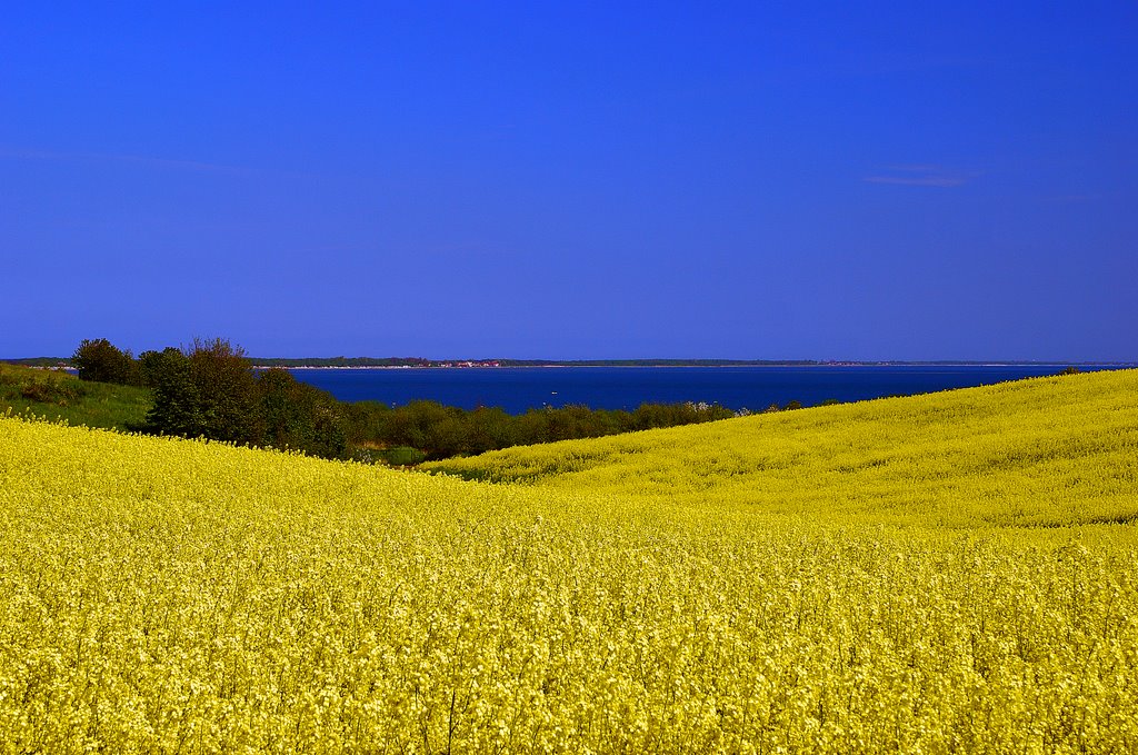 Rape fields at the coast - Rzepak nad zatoką pucka by Anthony Skotia