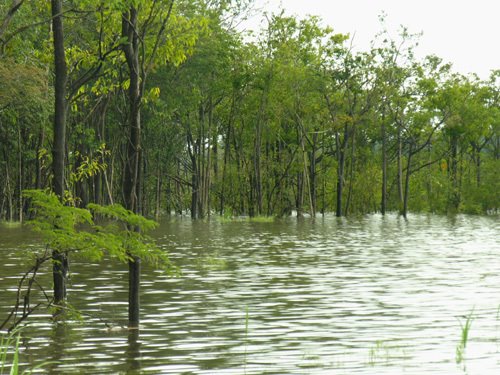 Trees under water on Taruma River by IPAAT