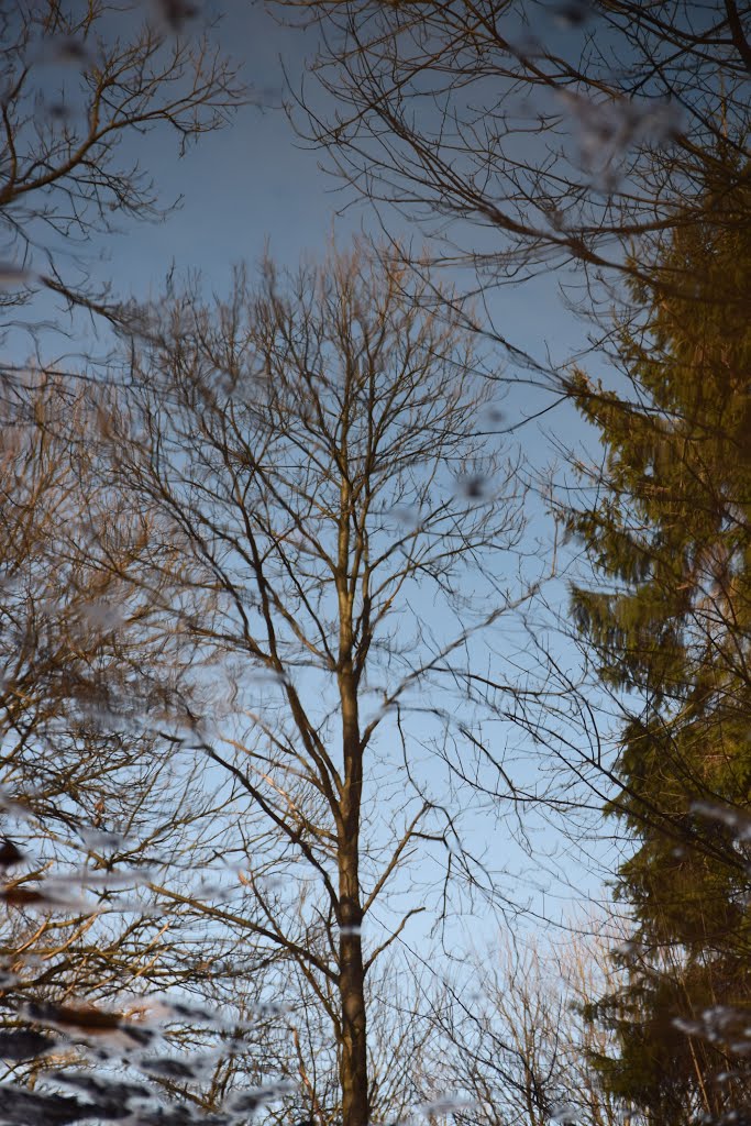 Tree near, in, on or at the Puddle - Baum nahe in, auf oder neben der Pfütze??????????????????? by hschwe