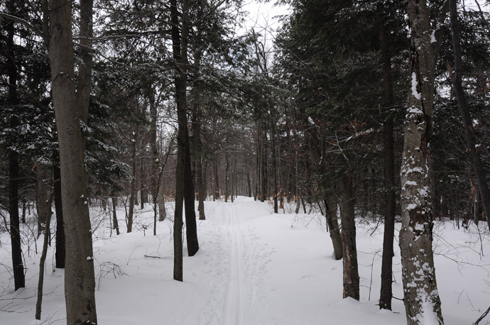 Gatineau Forest in Winter by daicrinne