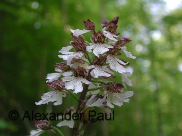 Orchis purpurea by Alexander Paul