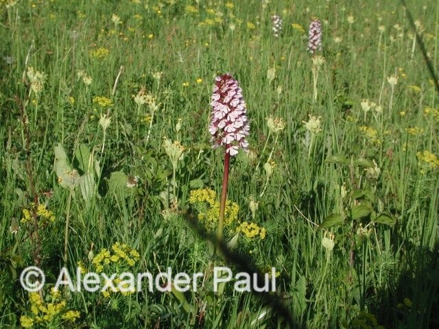 Orchis purpurea by Alexander Paul