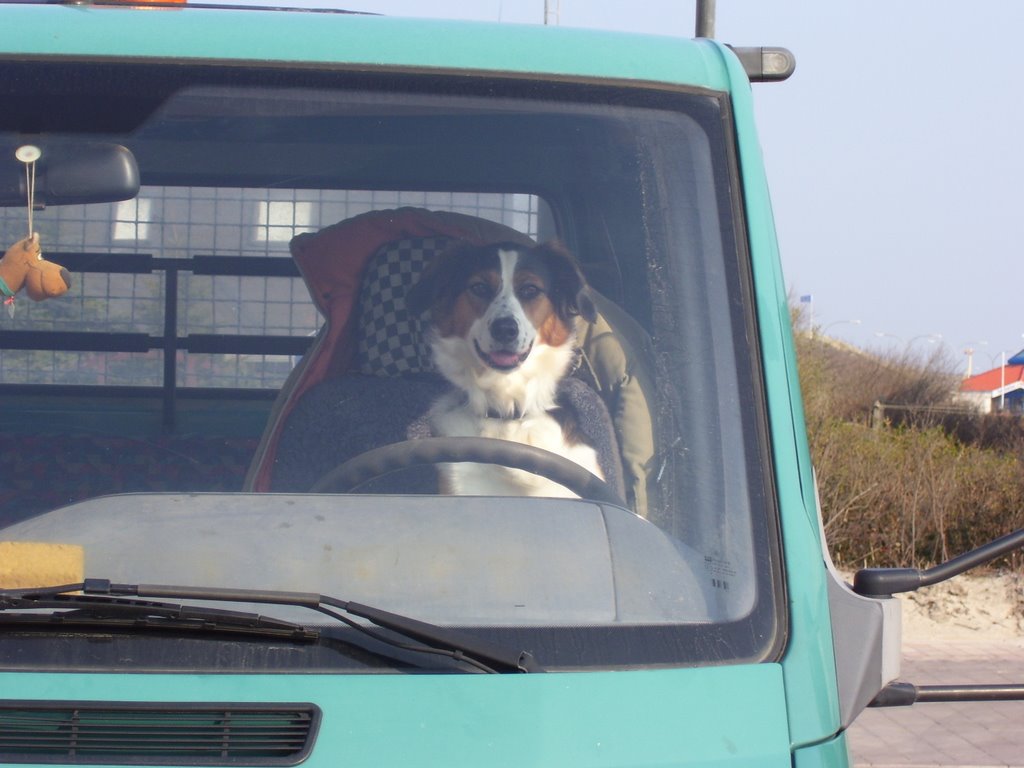 Hund wartet auf´s Herrchen Hörnum Sylt by alwi04