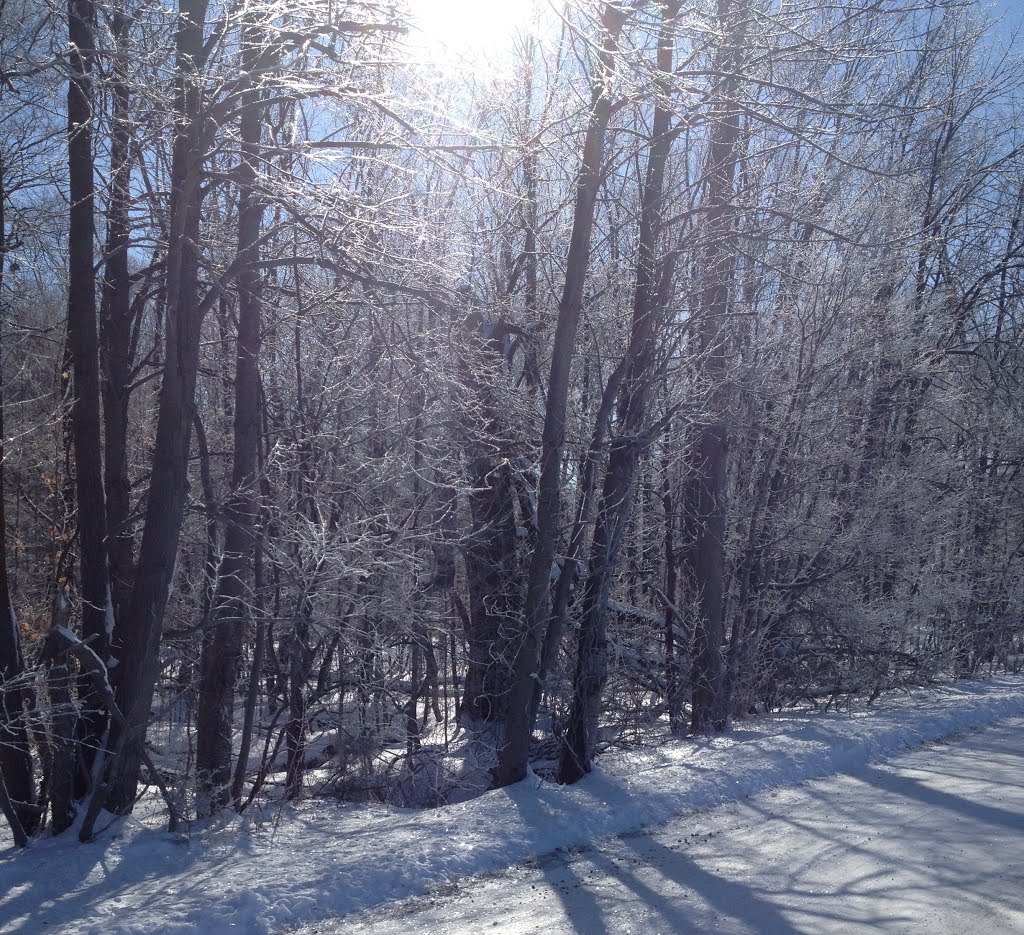 Hore frost, frozen fog on the trees. by JBTHEMILKER