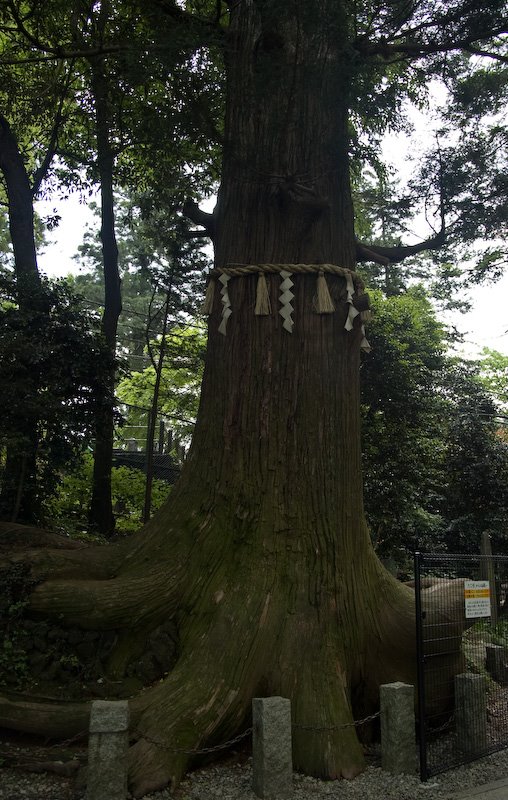 Mt.Takao by mppp